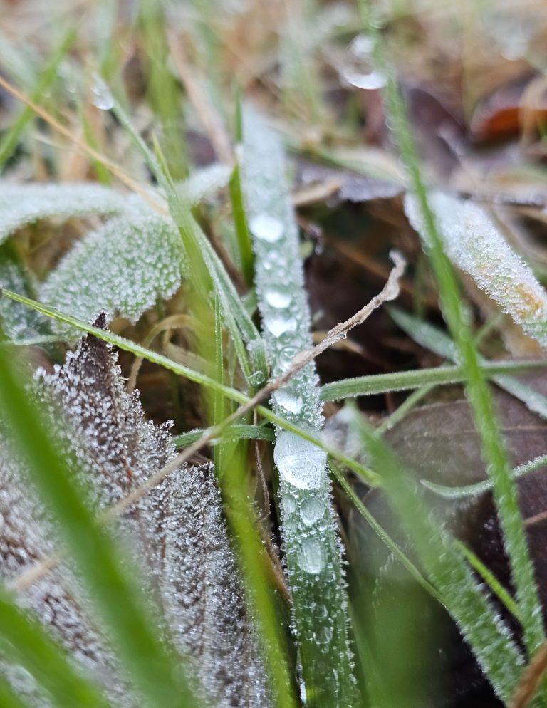 Tropfen auf einem Grashalm, umgeben von feuchtem Laub und Gras.