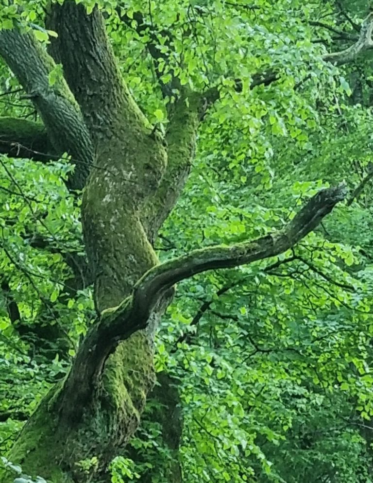 Ein moosbedeckter Baumstamm mit ausladenden Ästen in einem grünen Wald.