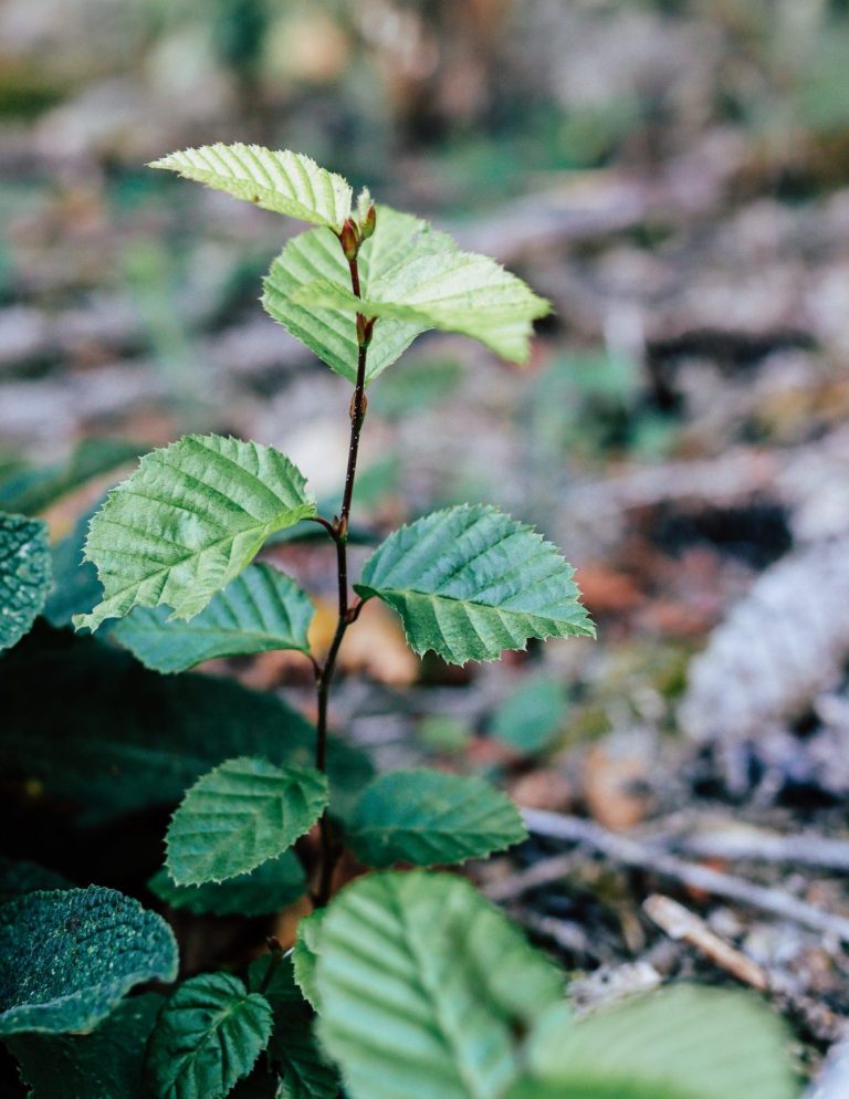 Zarte grüne Blätter einer Pflanze, wachsen im Wald auf einem unscharfen Untergrund.